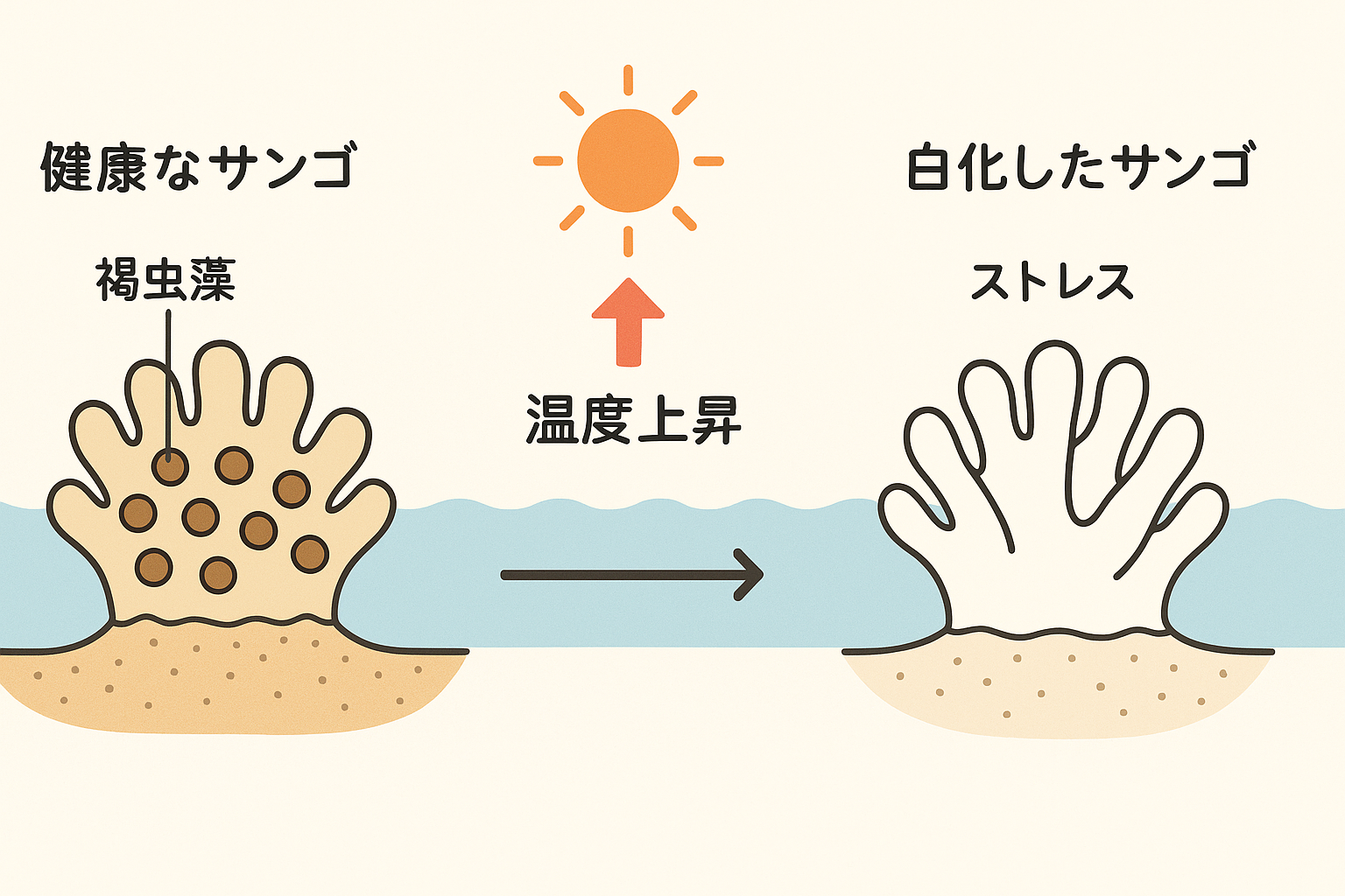 サンゴ白化のメカニズム:褐虫藻との共生関係から離脱までの科学的プロセス